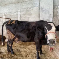 گاو شیری با گوساله سیمنتال