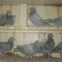 جوجه پلاکی هیچ پری