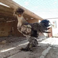 مرغ خروس سلطان اصل|پرنده|آران و بیدگل, |دیوار