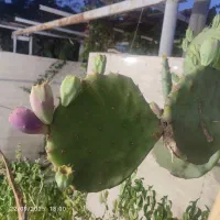 قلمه گل کاکتوس