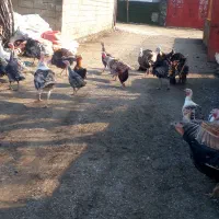 غازوبوقلمون