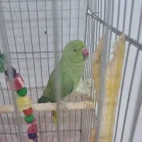 طوطی ملنگوی سالم و سرحال و ماده با تخفیف ویژه