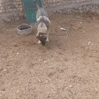 سگ پژدر|سگ|قم, الغدیر|دیوار