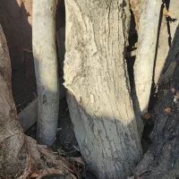 مبلمان|مبلمان خانگی و میز عسلی|رودهن, |دیوار