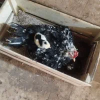 مرغ و خروس گلین کرچ شو
