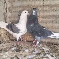 کفتر ۵ تا پرشی نشوندار|پرنده|ری, ولی آباد|دیوار