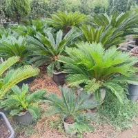 سیکاس