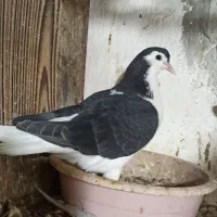 کبوتر رنگی آس|پرنده|آزادشهر, |دیوار