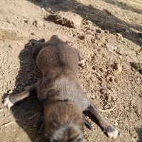 سگ ترکمن|سگ|گنبد کاووس, |دیوار