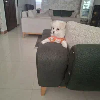 پامر روباهی