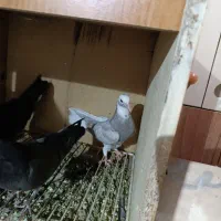 سه عدد جوجه جیر|پرنده|اشتهارد, |دیوار