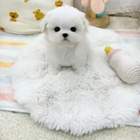 سگ مالتیز عروسکی و آپارتمانی