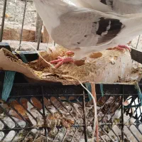 نر و ماده جوانه پشت گرافت ذات طاووسی کاکلی