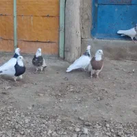 طوقی|پرنده|کبودرآهنگ, |دیوار