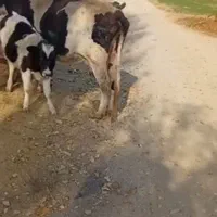 گاو شیری|حیوانات مزرعه|شال, |دیوار