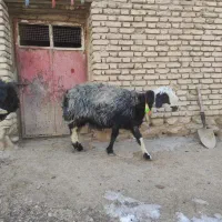 100000|حیوانات مزرعه|جونقان, |دیوار