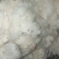 فروش پنبه محلی