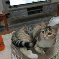 ی گربه ماده