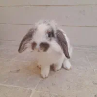 خرگوش لوپ ۳ ماهه