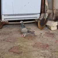 کلاغدم سبز کله بسته|پرنده|خلیل آباد, |دیوار