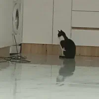 واگذاریه رایگان