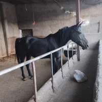 اسب|اسب و تجهیزات اسبسواری|سنندج, |دیوار