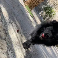 سگ پامر|سگ|بم, |دیوار