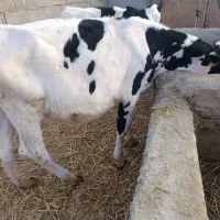 گوساله  ماده   پنج ماه