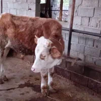 گوساله نر پرواری|حیوانات مزرعه|پایین هولار, |دیوار