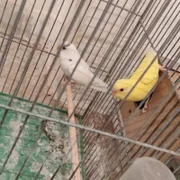 یه جفت مرغ عشق جون بالغ و کار داده