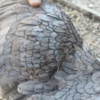 مرغ لاری یه تیغ طوسی بینظیر ،متفاوت ، معاوضه عروس