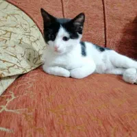 گربه|گربه|کازرون, |دیوار