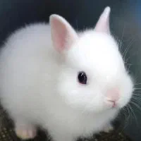 خرگوش فروشی