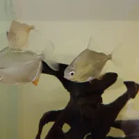 ماهی دالر|ماهی|پاکدشت, پاکدشت (مامازند)|دیوار