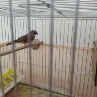 فنچ|پرنده|تهران, جوادیه تهرانپارس|دیوار