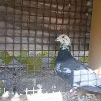 زاغ بوره نر ب شرط|پرنده|شوشتر, |دیوار