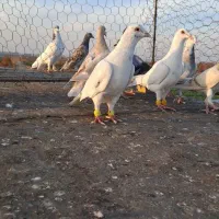 کبوترهفت رنگ