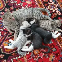 گربه|گربه|سراب, |دیوار