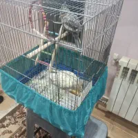 عروس هلندی سالم زیر قیمت بازار