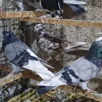 کبوتر