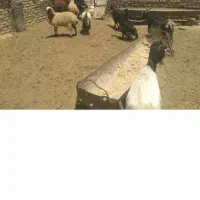 بره بزغاله قربانی