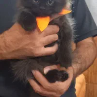 گربه اسکاتیش و بریتیش