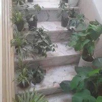 گل هندوانه ای|گل و گیاه طبیعی|الوند, |دیوار