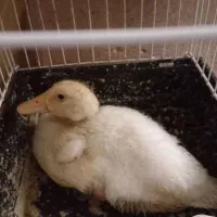 اردک|حیوانات مزرعه|تهران, شیوا|دیوار