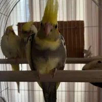 عروس هلندی نر ابلغ