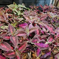 گل و گیاه آپارتمانی حسن یوسف|گل و گیاه طبیعی|تهران, عبدلآباد|دیوار