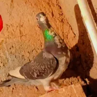 کفتر|پرنده|مود, |دیوار