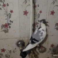 فروش 3عدد پلنگ کرمانی|پرنده|سراوان, |دیوار