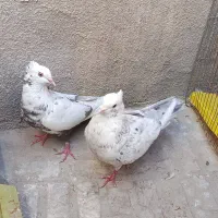 کبوتر دم سرور