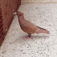 کفتر سرخ کاکلی و زاغ دم‌سفید